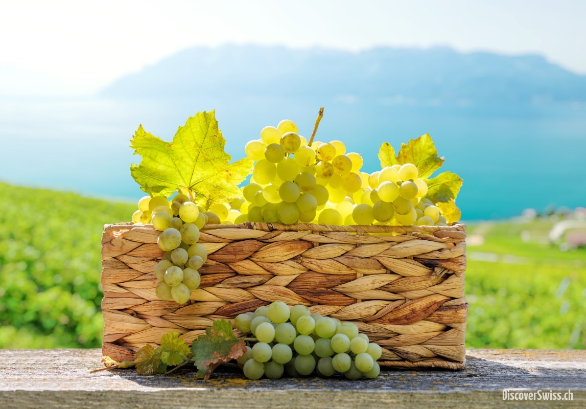 Swiss Vineyards Where History Meets the Harvest